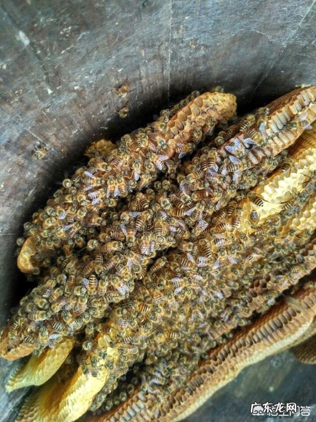 蜂蜜面膜怎么做?