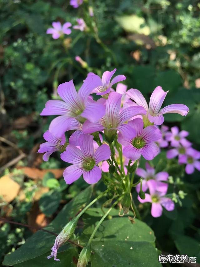 蜂蜜面膜怎么做?