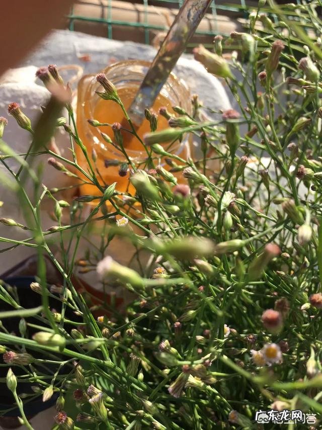 蜂蜜面膜怎么做?