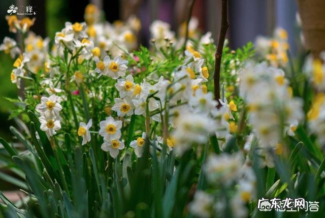 过期牛奶养绿植好吗?