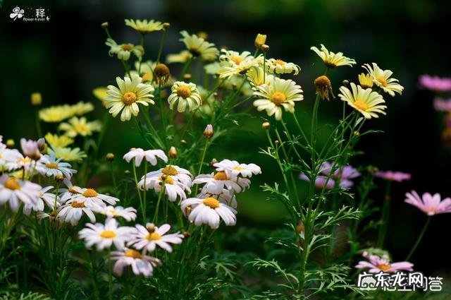 过期牛奶养绿植好吗?