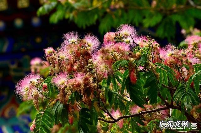 合欢花茶什么时候采收最佳?怎么做合欢花茶?