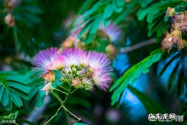 合欢花茶什么时候采收最佳？怎么做合欢花茶？