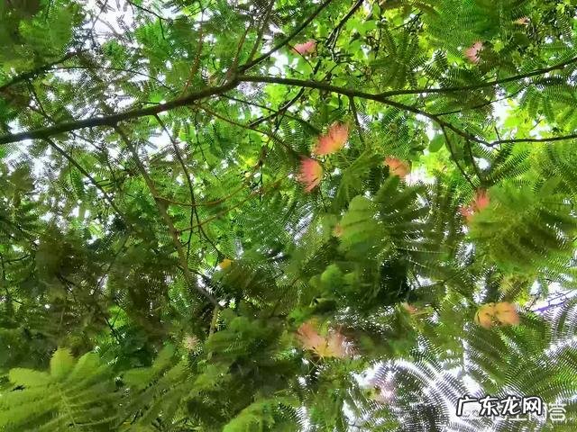 合欢花茶什么时候采收最佳?怎么做合欢花茶?