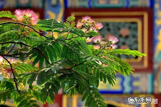 合欢花茶什么时候采收最佳?怎么做合欢花茶?