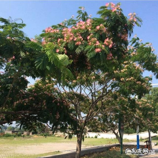 合欢花茶什么时候采收最佳?怎么做合欢花茶?