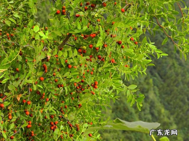 小时候在农村的你，都吃过哪些野果子？