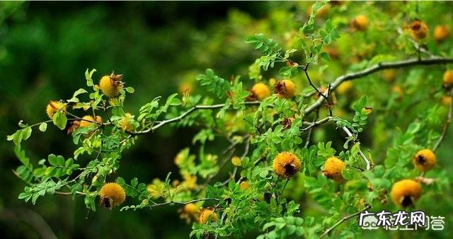 小时候在农村的你，都吃过哪些野果子？