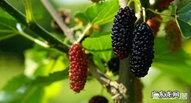 小时候在农村的你，都吃过哪些野果子？