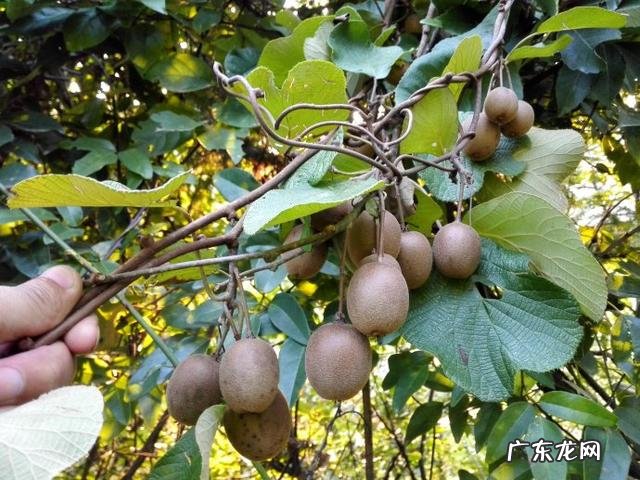 小时候在农村的你,都吃过哪些野果子?