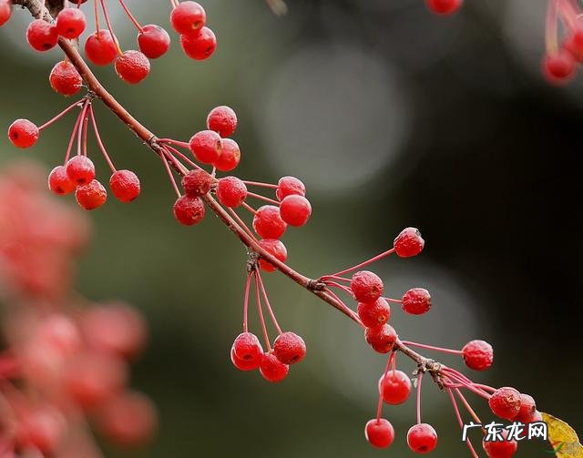 小时候在农村的你,都吃过哪些野果子?