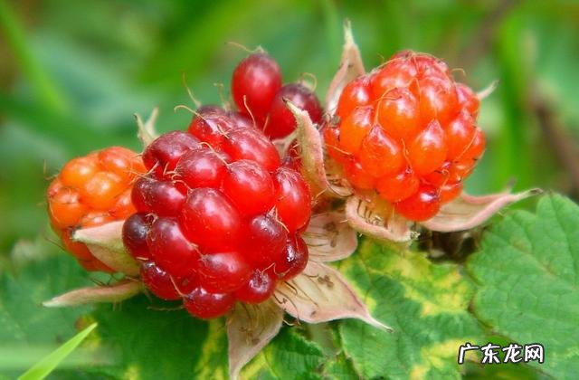 小时候在农村的你,都吃过哪些野果子?