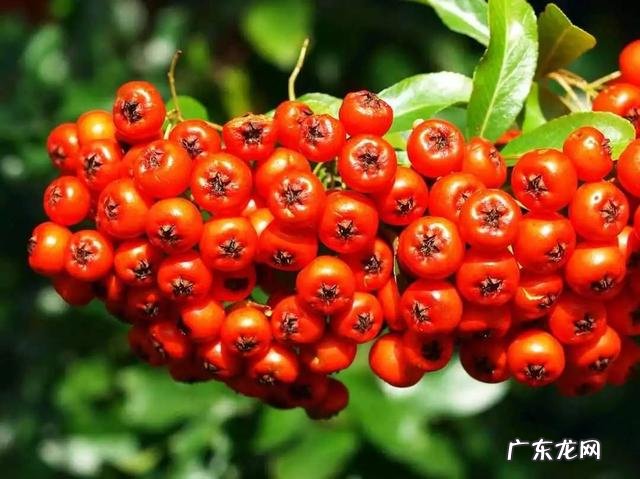 小时候在农村的你,都吃过哪些野果子?