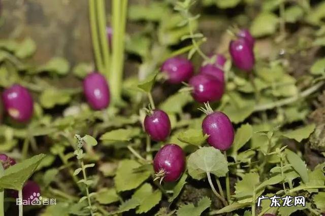 小时候在农村的你,都吃过哪些野果子?