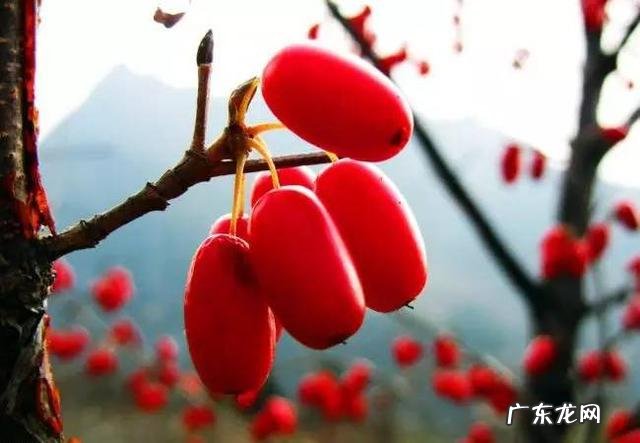 小时候在农村的你,都吃过哪些野果子?