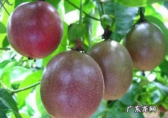 小时候在农村的你,都吃过哪些野果子?