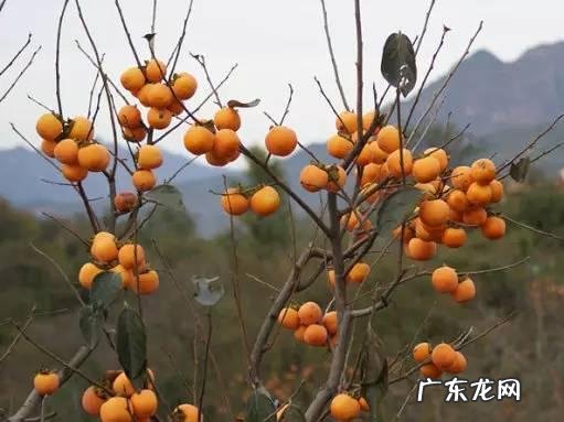 小时候在农村的你,都吃过哪些野果子?