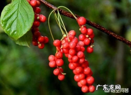 枸杞可以和哪些东西泡水喝?分别有什么作用?