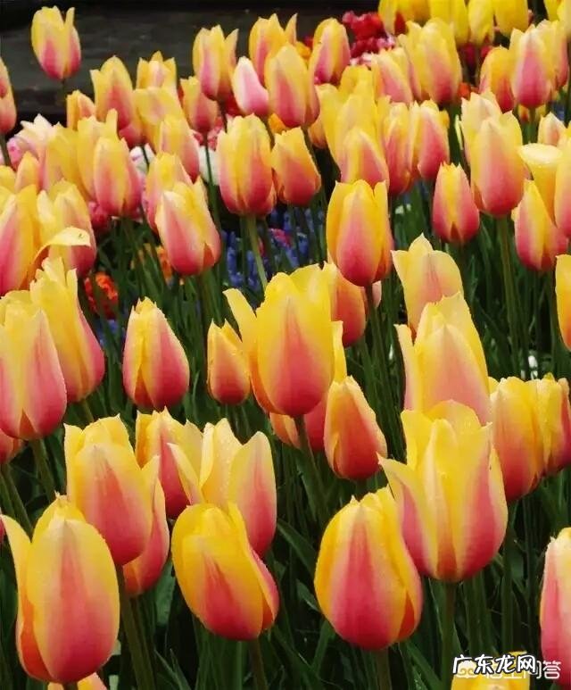 郁金香的种植期是什么时候?