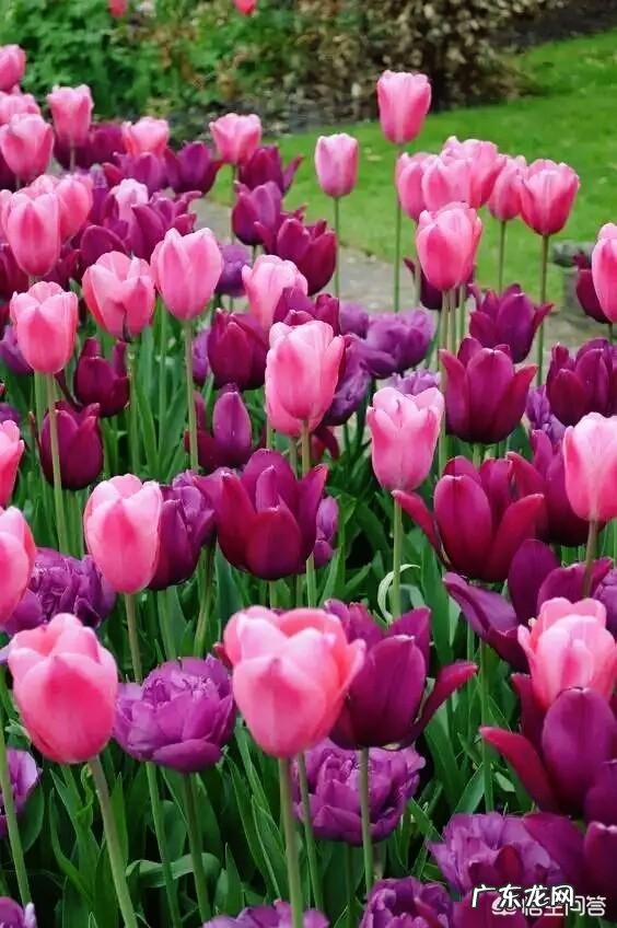 郁金香的种植期是什么时候？