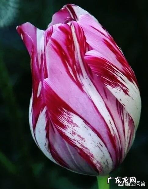 郁金香的种植期是什么时候?