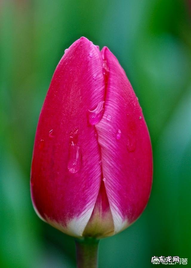 郁金香的种植期是什么时候?