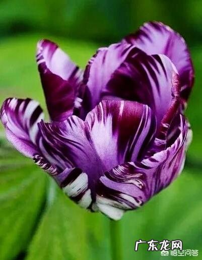 郁金香的种植期是什么时候?