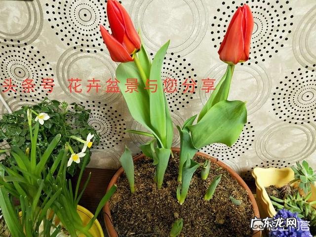 郁金香的种植期是什么时候?