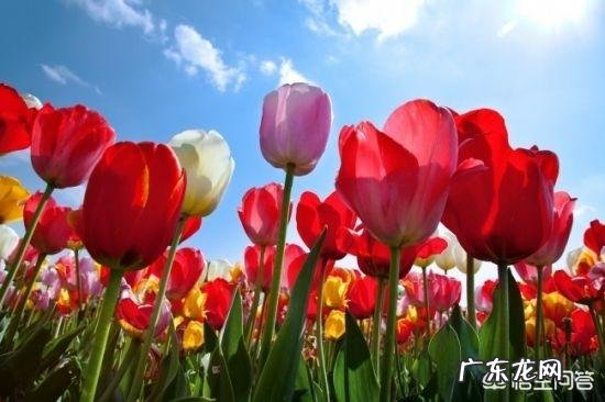 郁金香的种植期是什么时候？