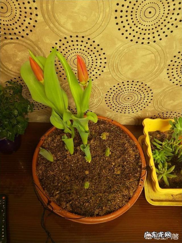 郁金香的种植期是什么时候?