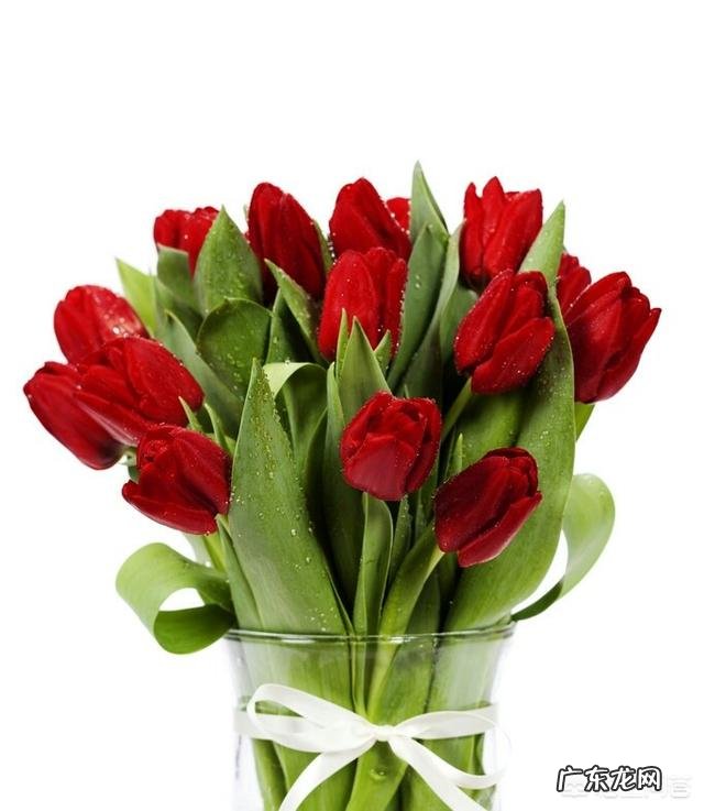 郁金香的种植期是什么时候?