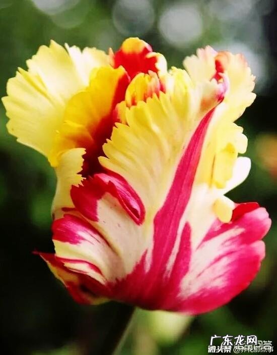 郁金香的种植期是什么时候?