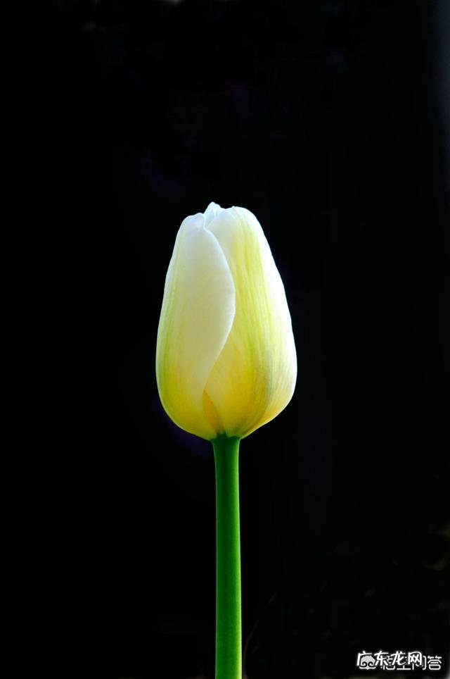 郁金香的种植期是什么时候？