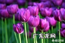 郁金香的种植期是什么时候？