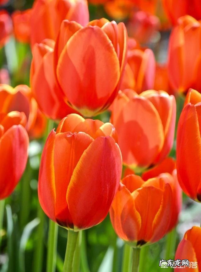 郁金香的种植期是什么时候？