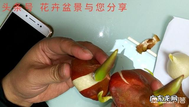 郁金香的种植期是什么时候?