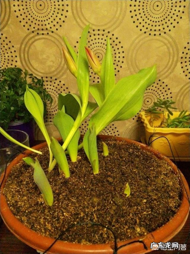 郁金香的种植期是什么时候?