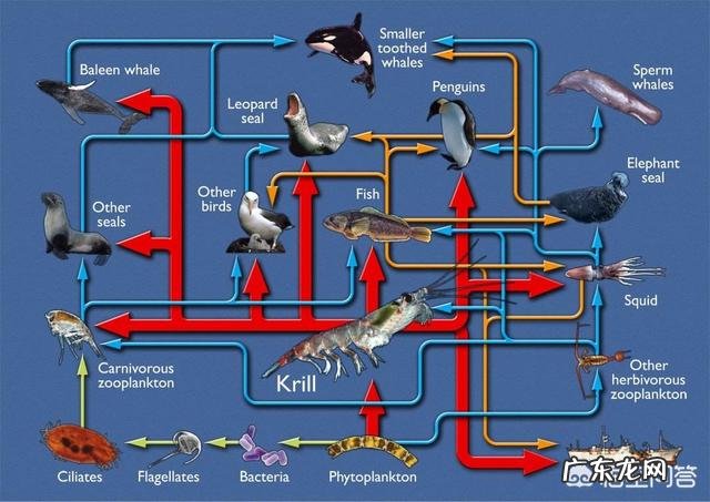 如果把地球上的蛇都消灭,会出现什么毁灭性的后果?