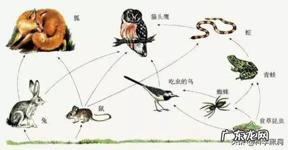 如果把地球上的蛇都消灭,会出现什么毁灭性的后果?