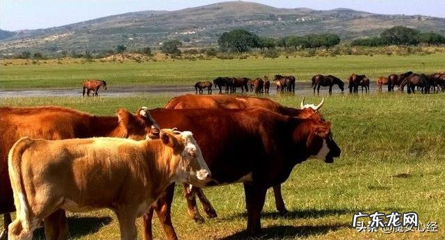 头层牛皮和二层牛皮的区别是什么?怎样的牛皮更好?