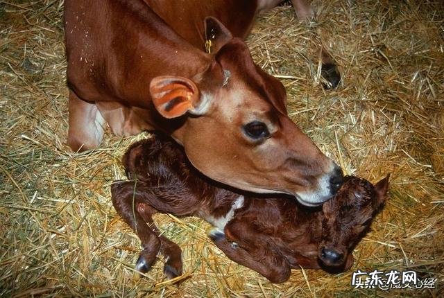 头层牛皮和二层牛皮的区别是什么？怎样的牛皮更好？