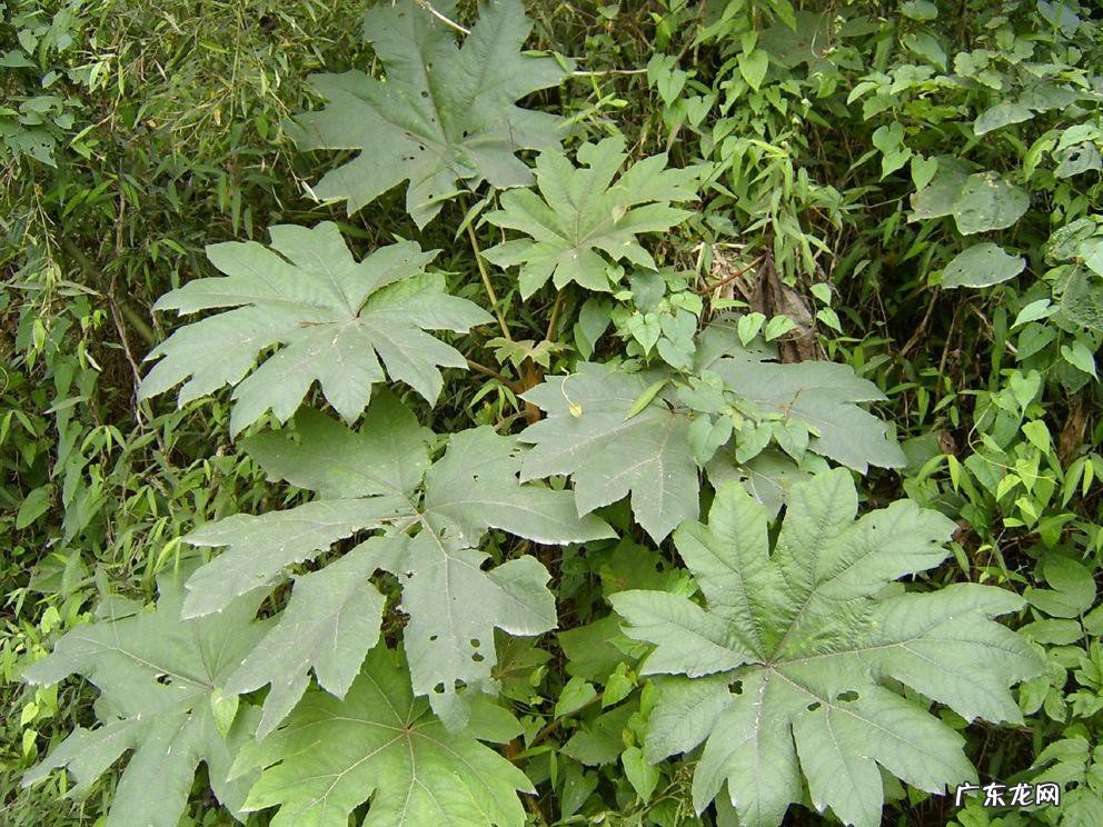 通草的功效与作用