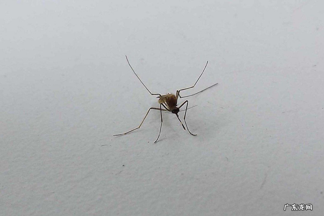 蚊子飞进耳朵里怎么办