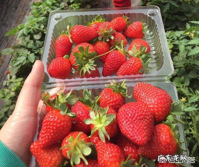 草莓一般在什么时候采摘？