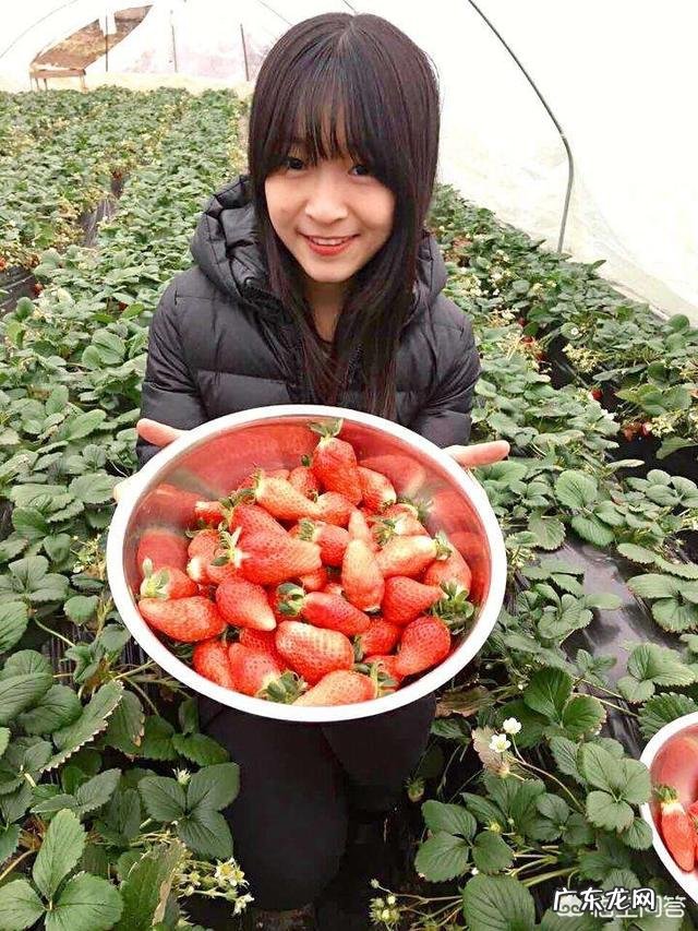 草莓一般在什么时候采摘？