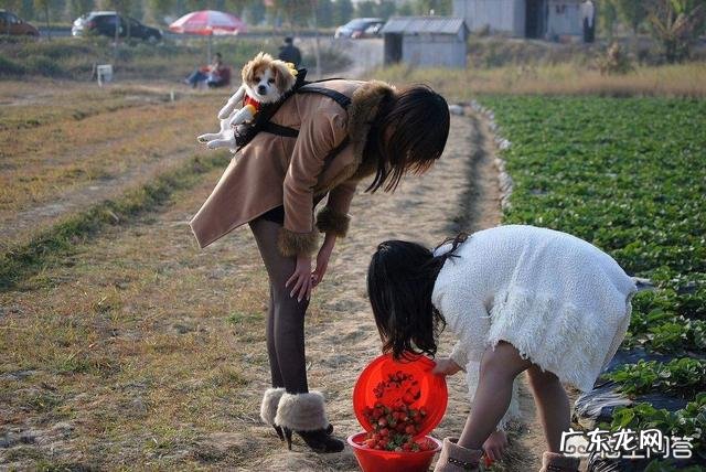 草莓一般在什么时候采摘？