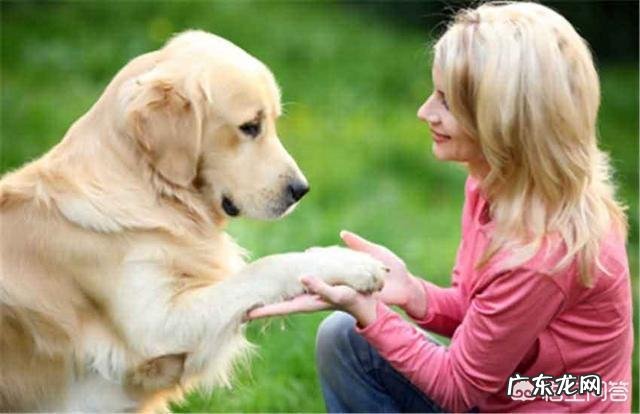 狗狗为什么一直都训不好,如何训练狗狗?