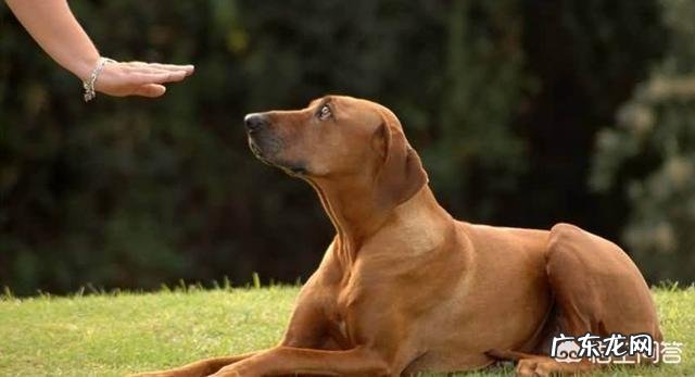 狗狗为什么一直都训不好,如何训练狗狗?