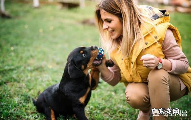 狗狗为什么一直都训不好,如何训练狗狗?