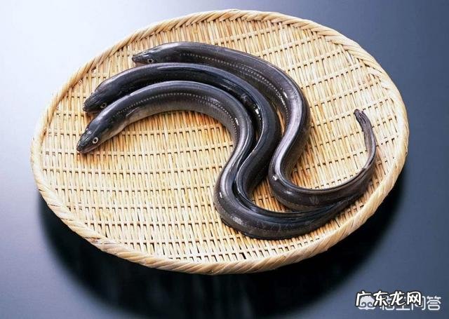 长鱼有什么营养价值?